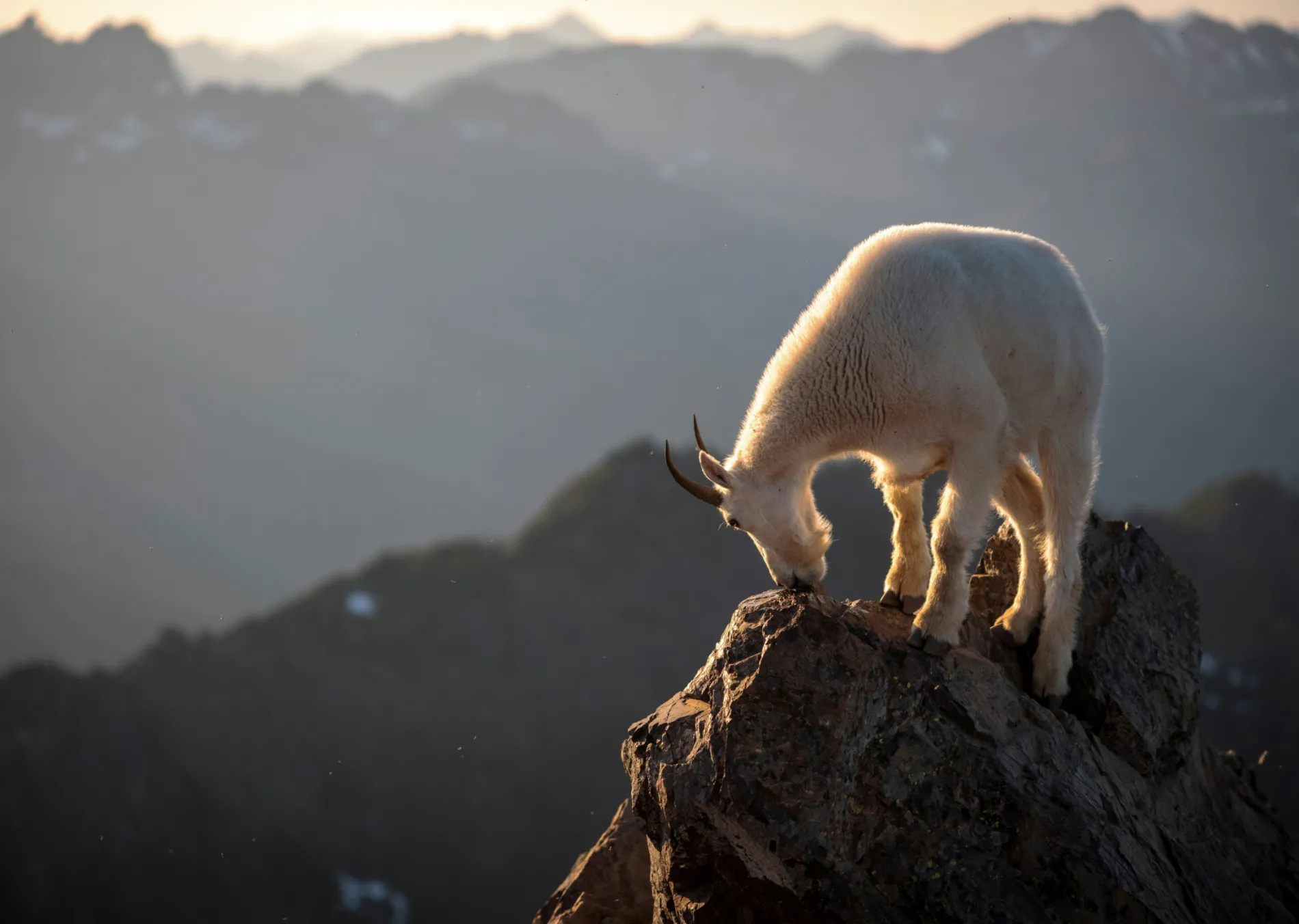 mountain goat perched on peak